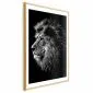 Plakat Niebieskooki lew 40x60 cm z ramą złotą z marginesem | MIRAT.