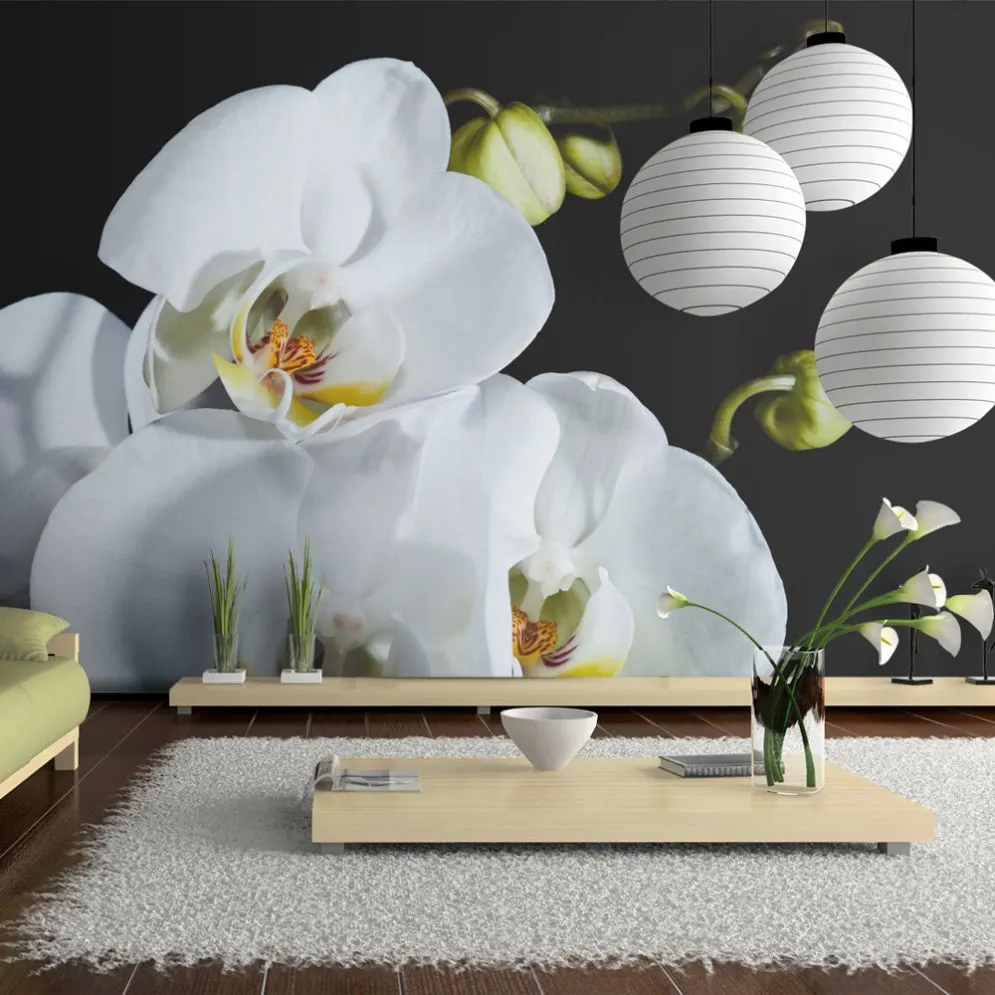 Fototapeta - Phalaenopsis-1