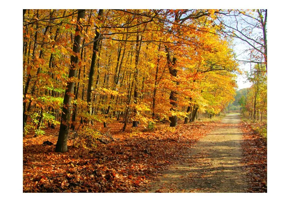Fototapeta - Beech forest-2