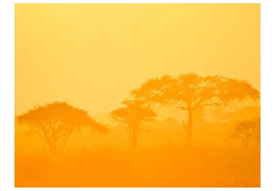 Fototapeta - Orange savanna-2