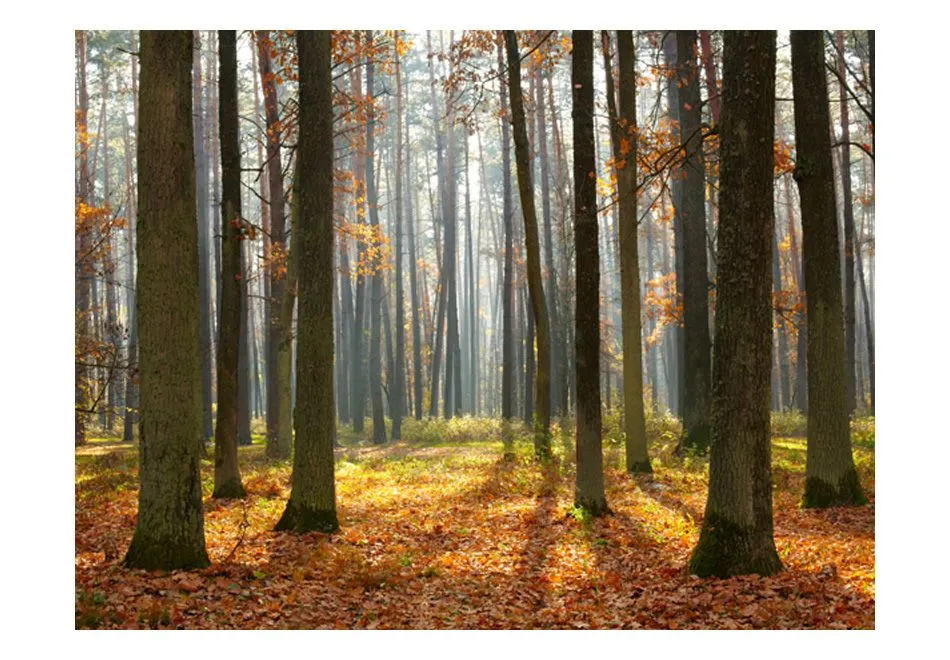 Fototapeta - Autumn trees-2