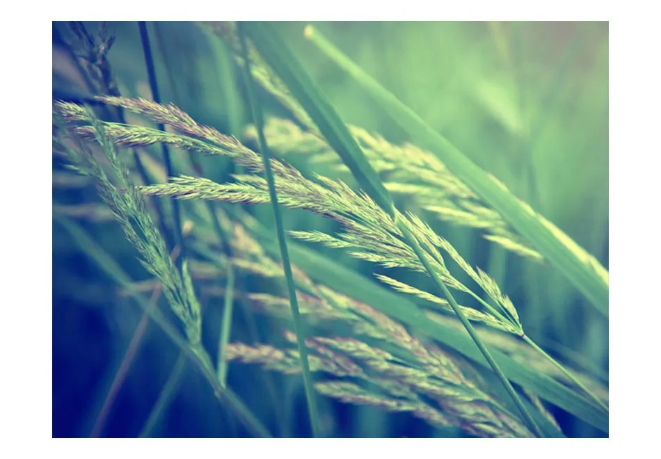 Fototapeta - Cereal field-2