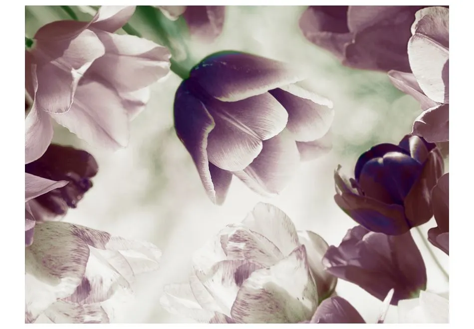 Fototapeta - Heavenly tulips-2