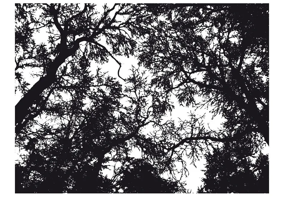 Fototapeta - Bleak forest-2