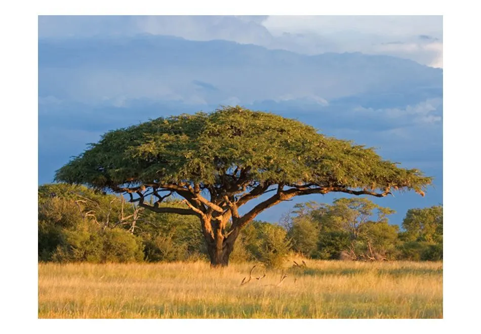  Zimbabwe-1