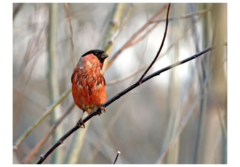 Fototapeta - Bullfinch in the forest-2