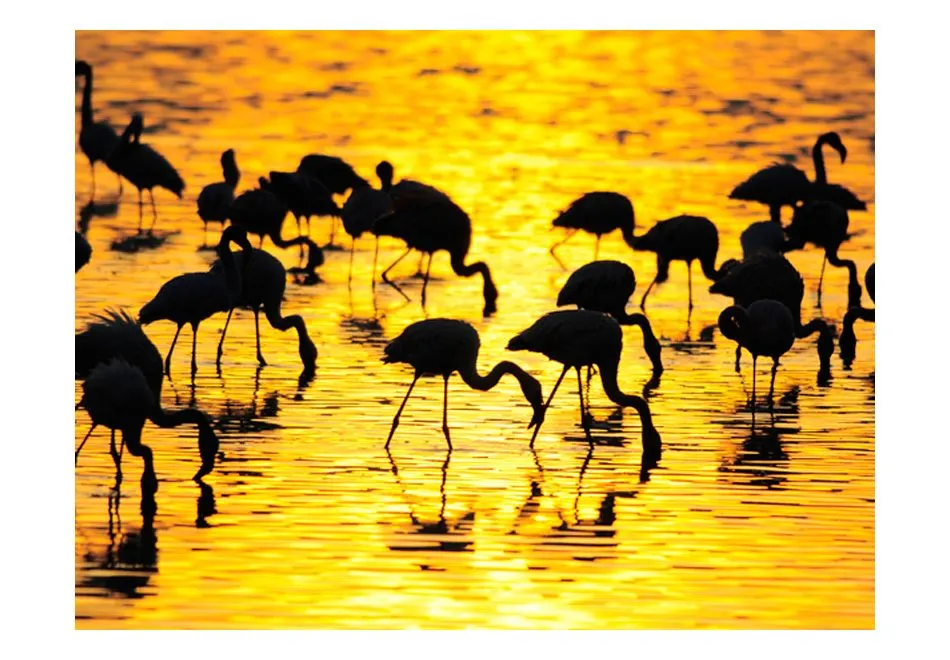 Fototapeta - Kenia - flamingi na jeziorze Nakuru-2