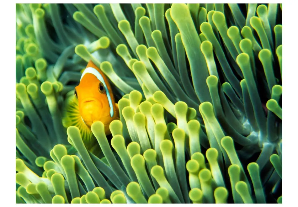 Fototapeta - Anemonefish-2