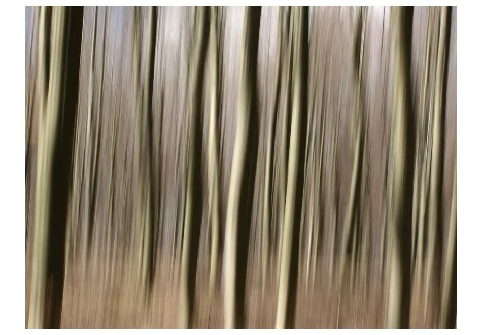 Fototapeta - Forest-2