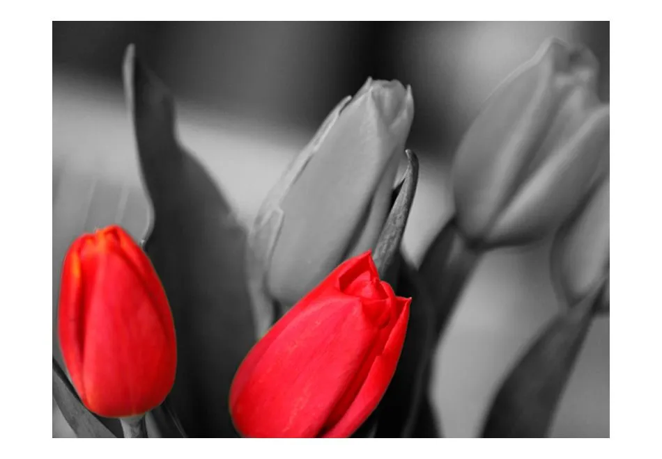 Fototapeta - Czerwone tulipany na czarno-białym tle-2