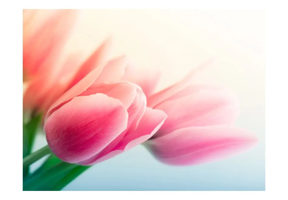 Fototapeta - Wiosna i tulipany-2