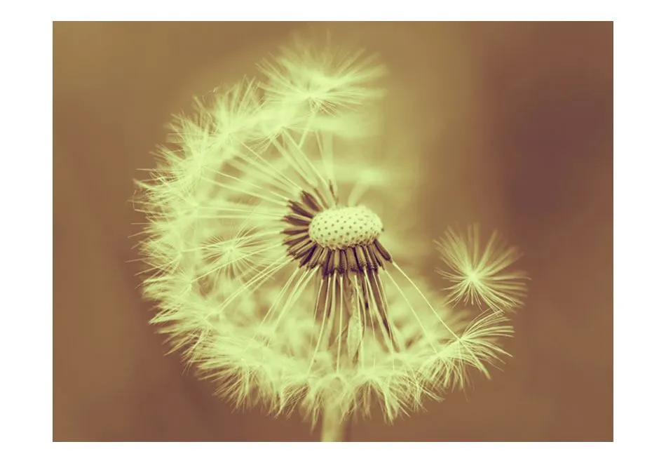 Fototapeta - dmuchawiec (sepia)-2