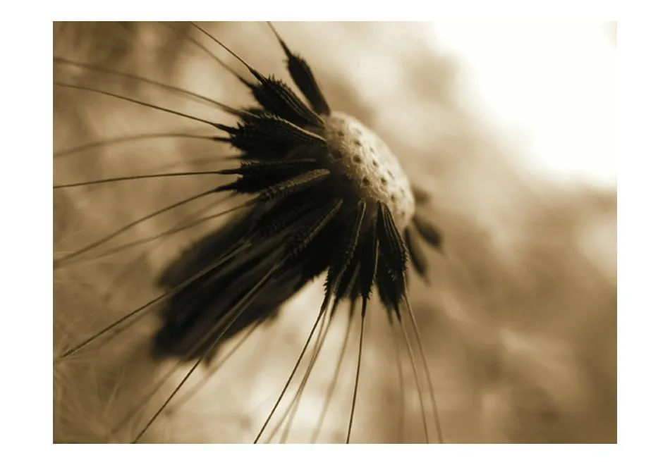 Fototapeta - dmuchawiec - sepia-2