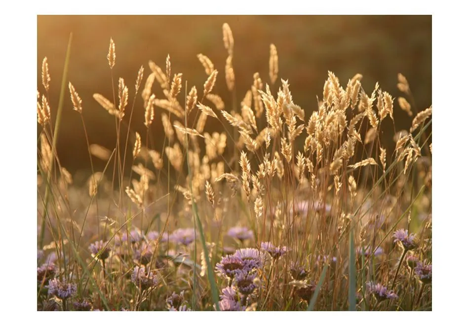 Fototapeta - Awakening ceral field-2