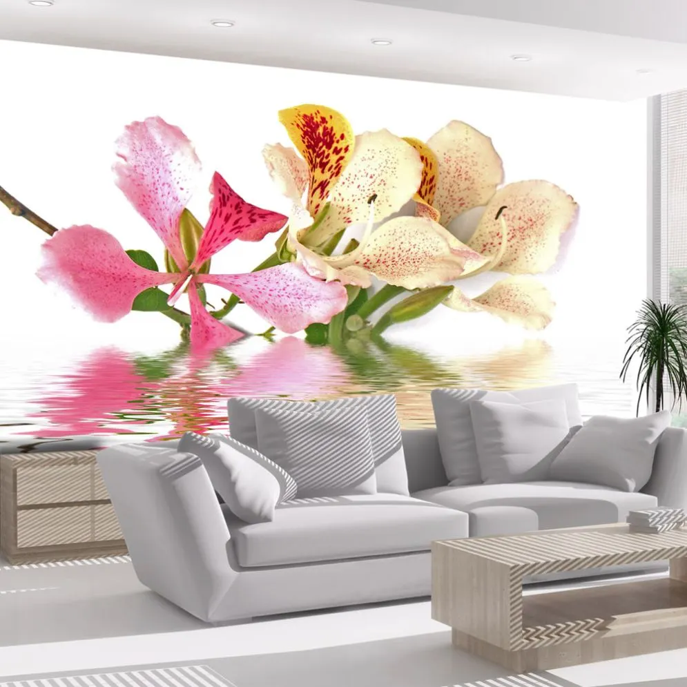 Fototapeta - Kwiaty tropikalne - drzewo storczykowe (bauhinia)-1