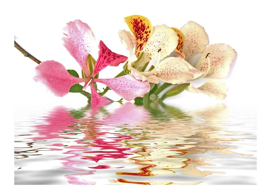Fototapeta - Kwiaty tropikalne - drzewo storczykowe (bauhinia)-2