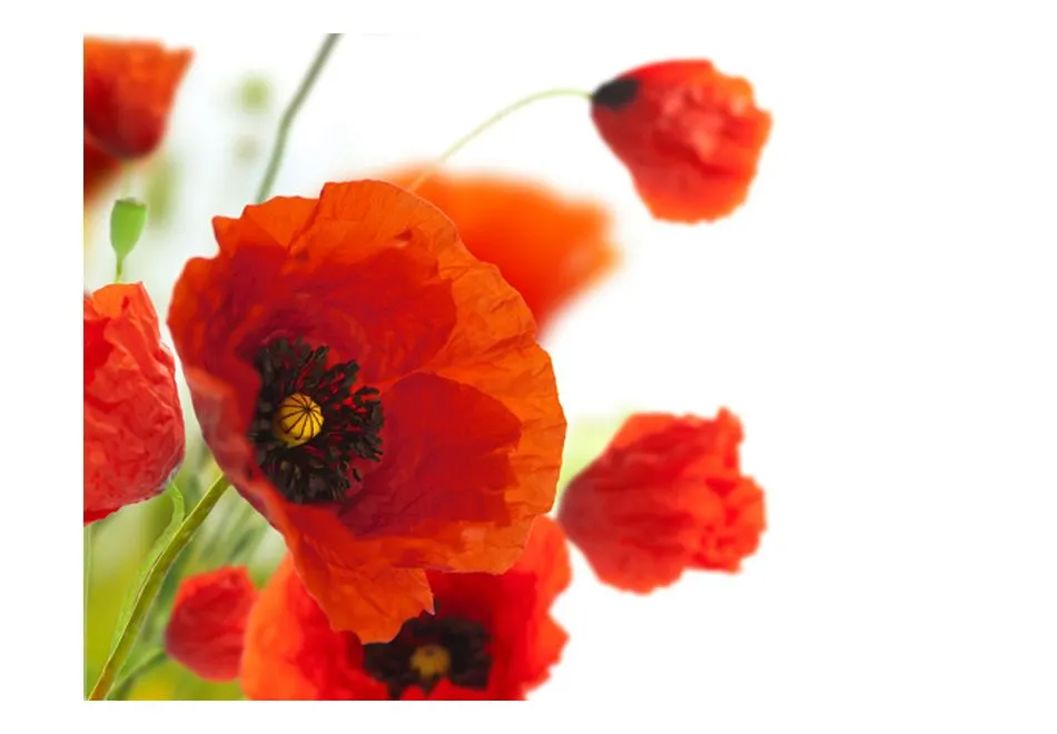Fototapeta - Poppies on the wihite background-2