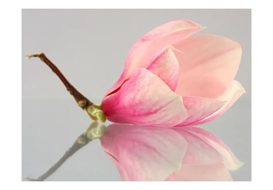 Fototapeta - Samotny kwiat magnolii-2
