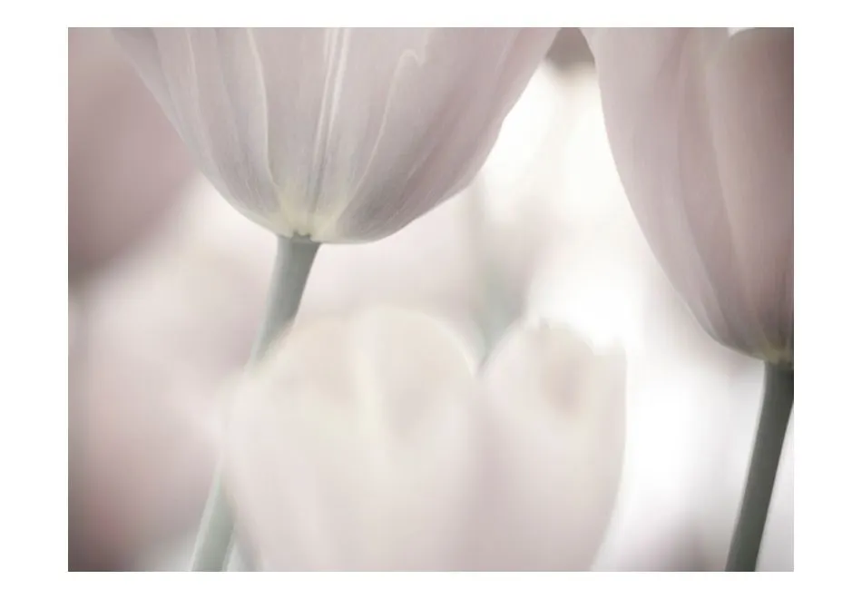 Fototapeta - Tulips fine art - black and white-2