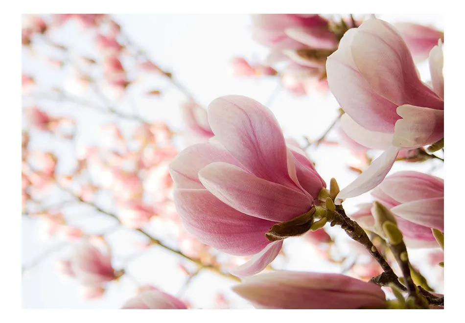 Fototapeta - Różowa magnolia-2