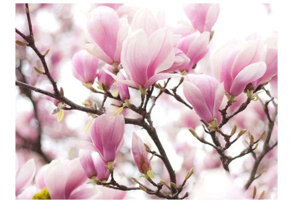 Fototapeta - Gałązka kwitnącej magnolii-2