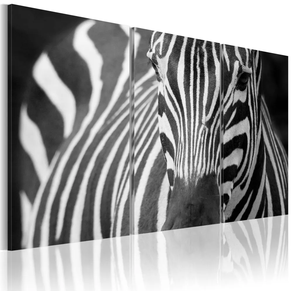 Obraz - Pani Zebra-1