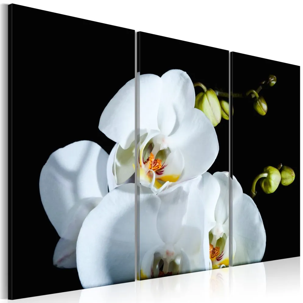 Obraz - Śnieżnobiała orchidea-1