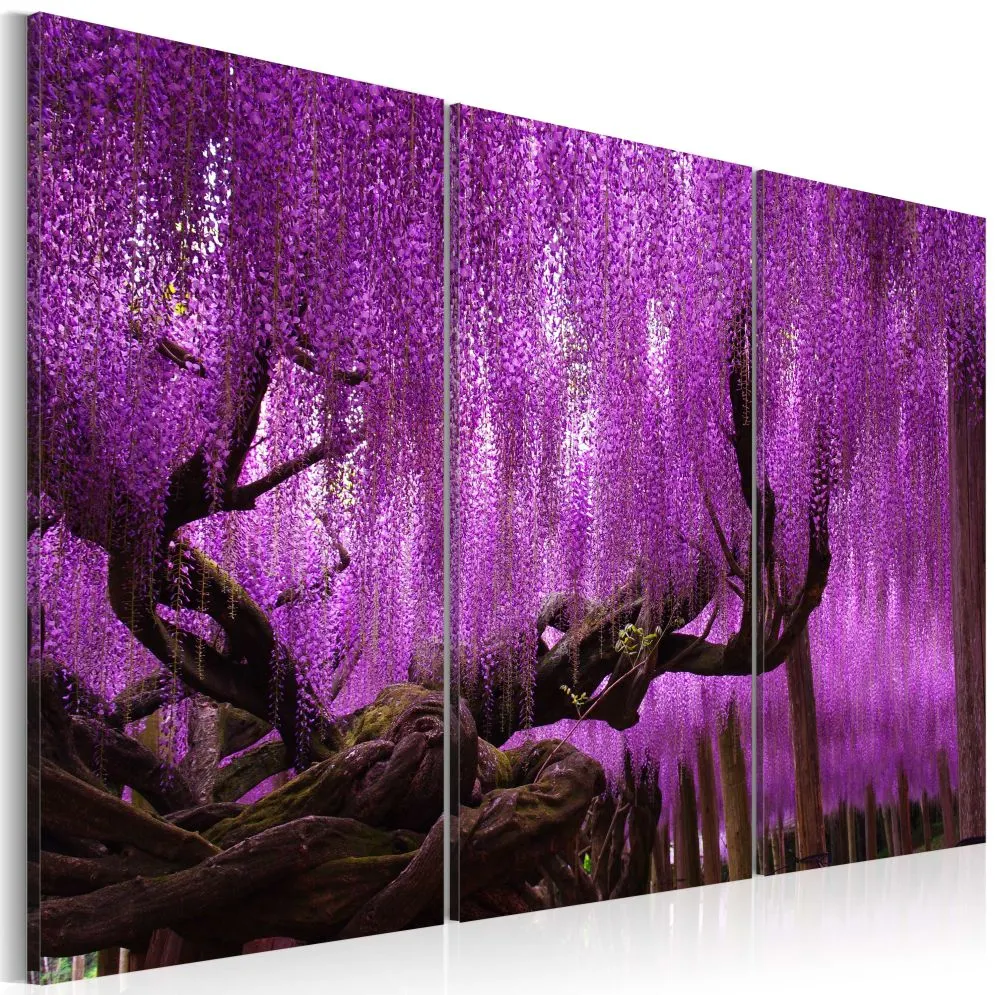 Obraz - Wisteria-1