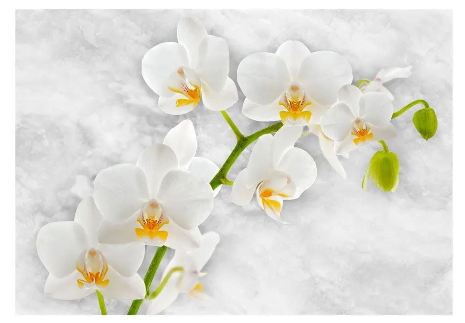 Fototapeta - Liryczna orchidea - biel-2