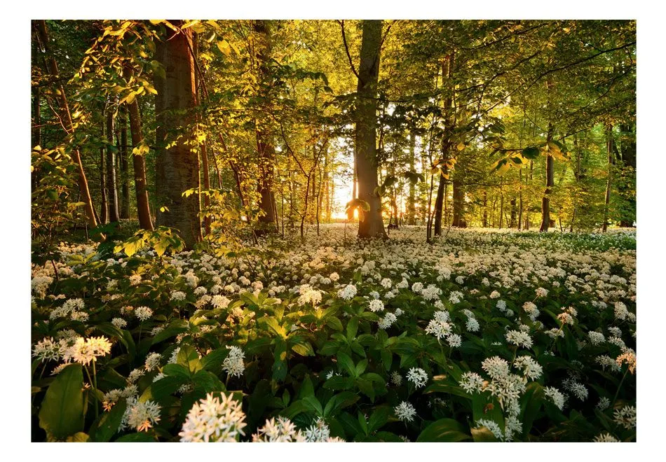 Fototapeta - Leśna flora-2