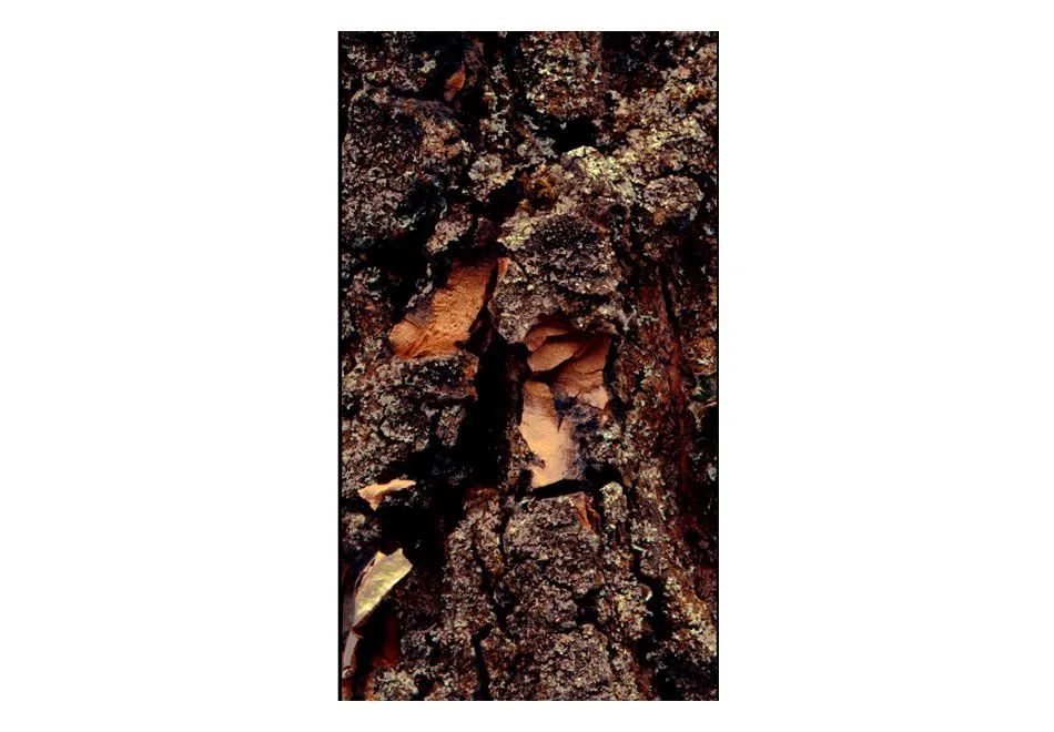 Fototapeta - Czas wyryty w drzewie-2