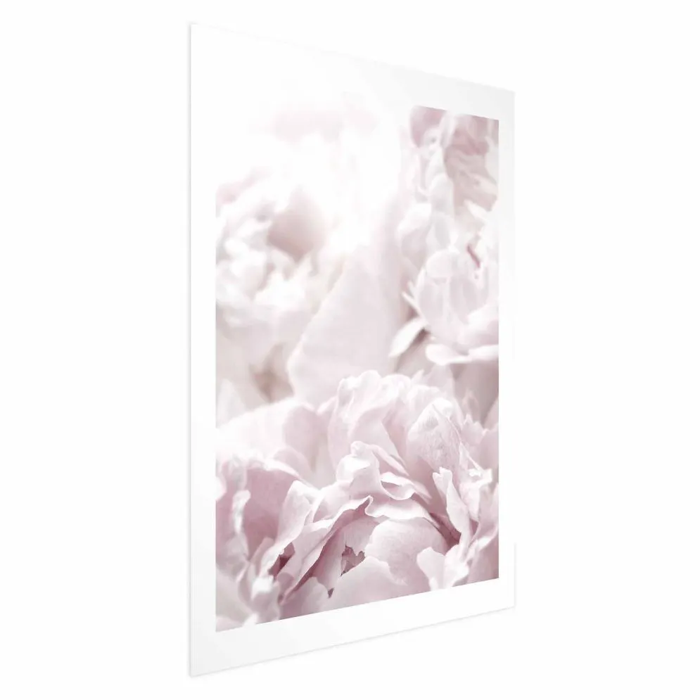 Plakat Puszyste peonie 40x60 cm bez ramy z marginesem | MIRAT.