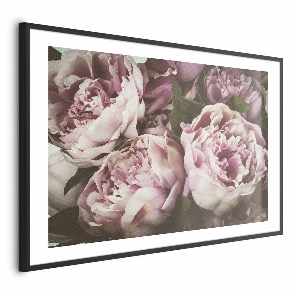 Plakat Różowe piwonie 90x60 cm z ramą czarną z marginesem | MIRAT.