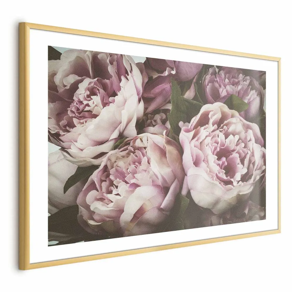 Plakat Różowe piwonie 60x40 cm z ramą złotą z marginesem | MIRAT.