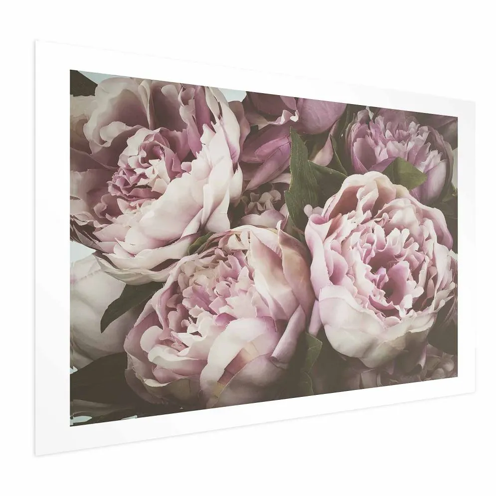 Plakat Różowe piwonie 30x21 cm bez ramy z marginesem | MIRAT.