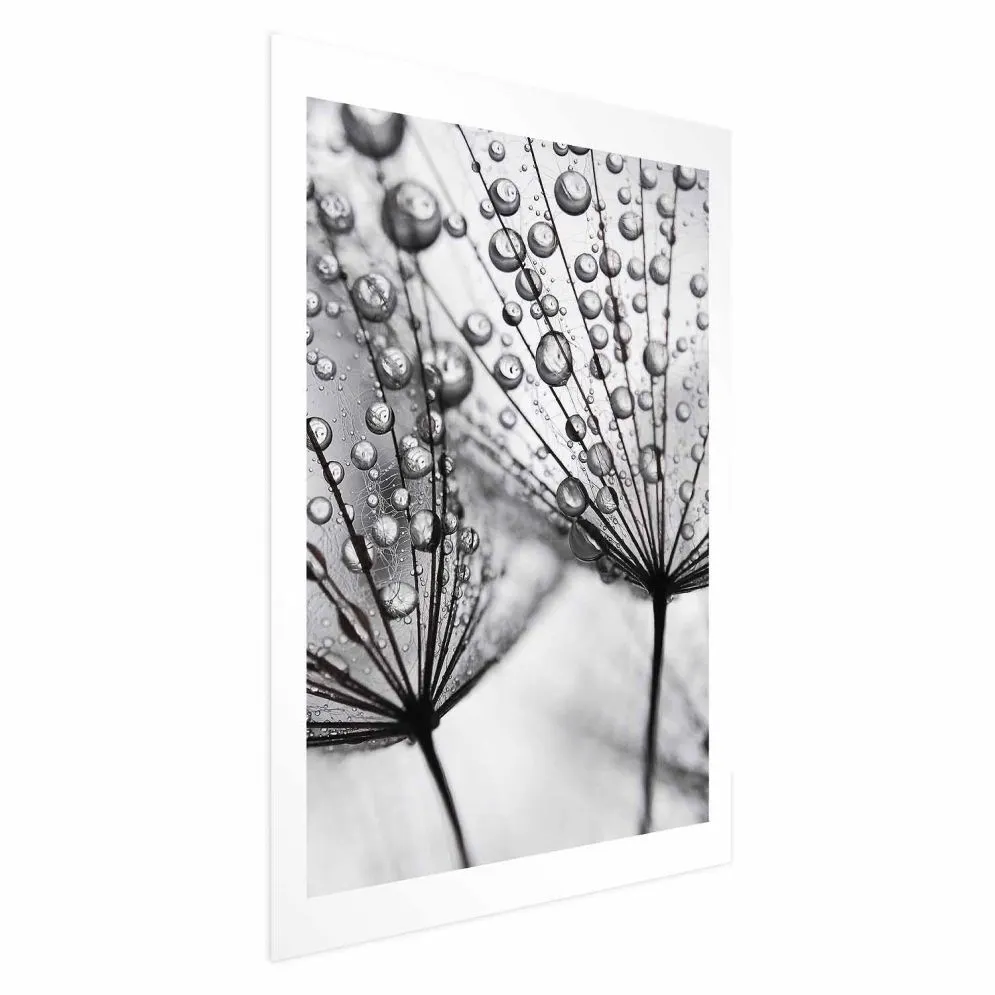 Plakat Rosa 60x90 cm bez ramy z marginesem | MIRAT.