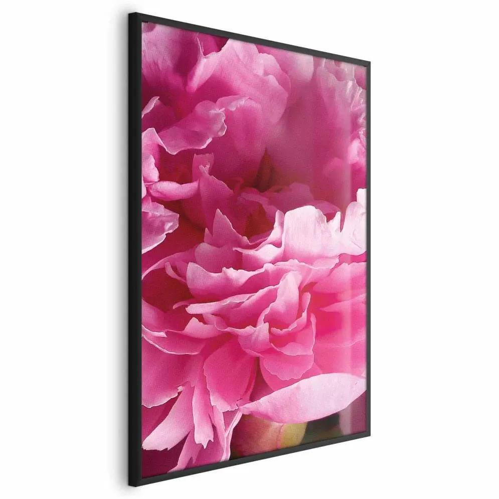 Plakat Piękne piwonie 21x30 cm z ramą czarną bez marginesu | MIRAT.