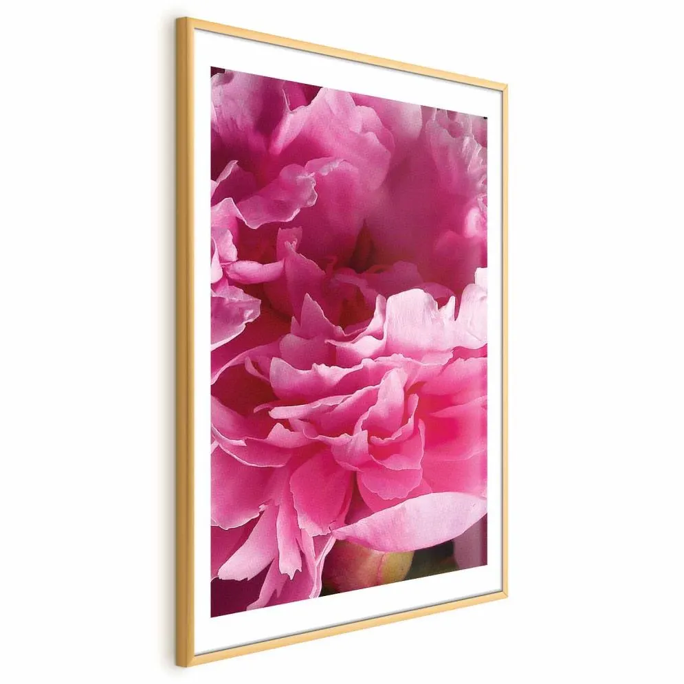 Plakat Piękne piwonie 40x60 cm z ramą złotą z marginesem | MIRAT.