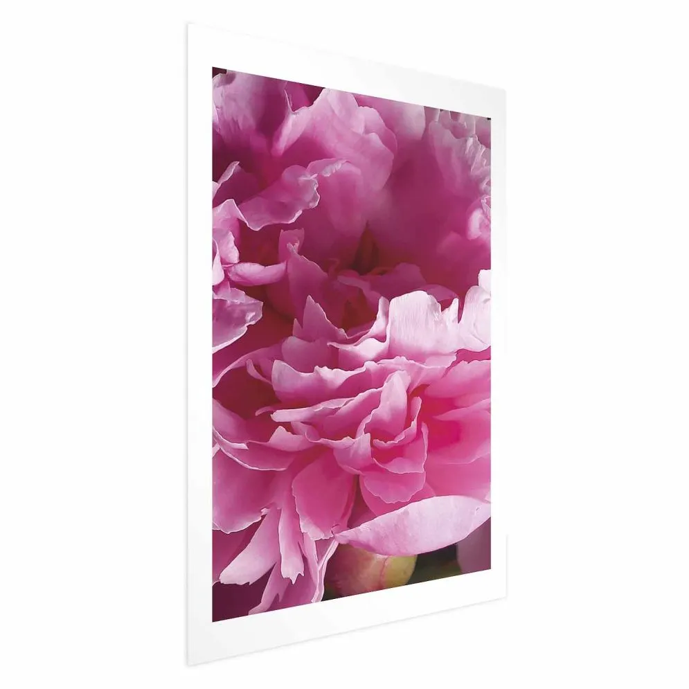 Plakat Piękne piwonie 21x30 cm bez ramy z marginesem | MIRAT.