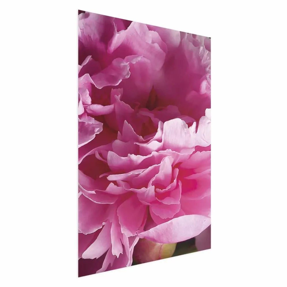 Plakat Piękne piwonie 40x60 cm bez ramy bez marginesu | MIRAT.