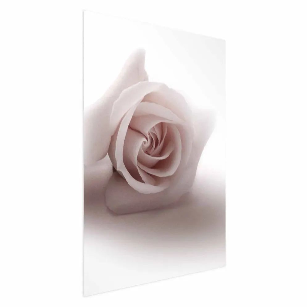 Plakat Różany cień 40x60 cm bez ramy bez marginesu | MIRAT.