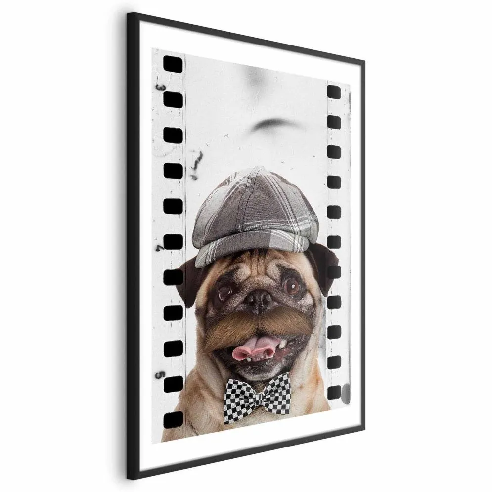 Plakat Mops w czapce 21x30 cm z ramą czarną z marginesem | MIRAT.