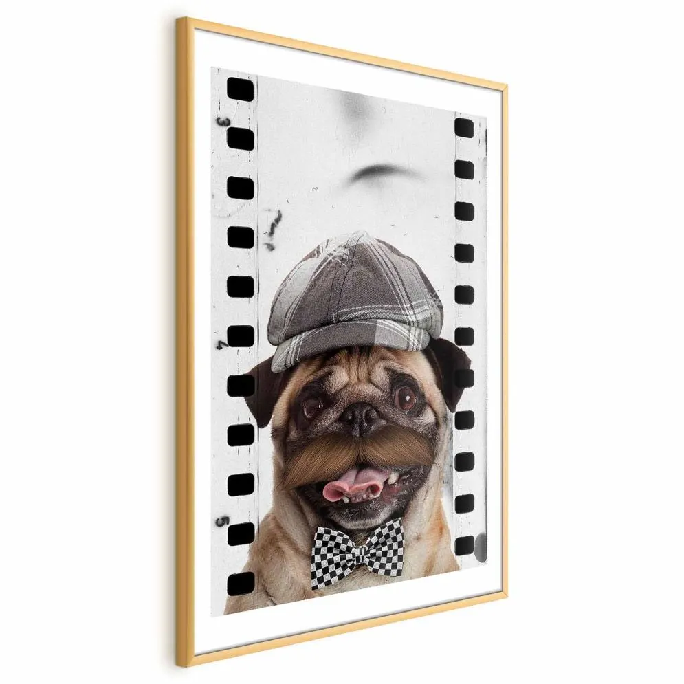 Plakat Mops w czapce 29,7x42 cm z ramą złotą z marginesem | MIRAT.