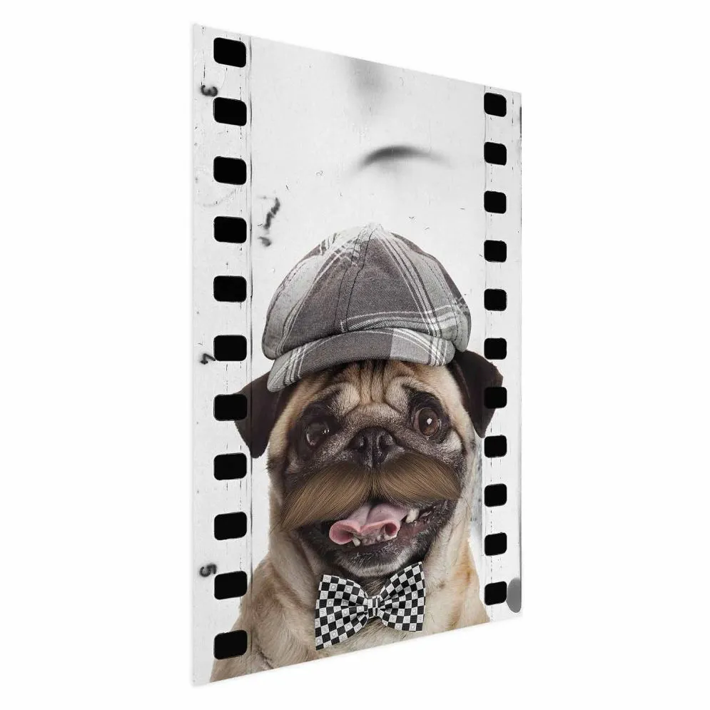Plakat Mops w czapce 21x30 cm bez ramy bez marginesu | MIRAT.