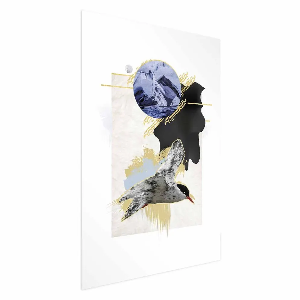 Plakat Rybitwa antarktyczna 21x30 cm bez ramy bez marginesu | MIRAT.