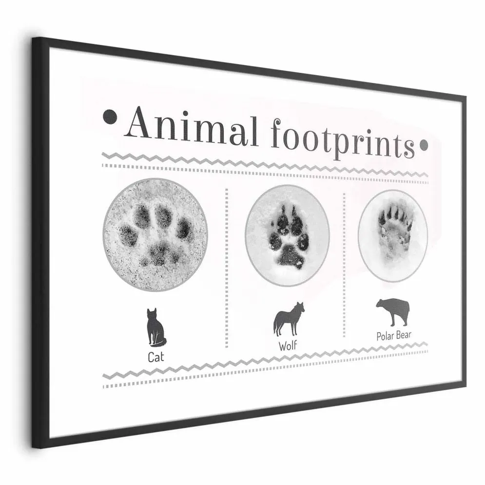 Plakat Ślady łapek 60x40 cm z ramą czarną z marginesem | MIRAT.