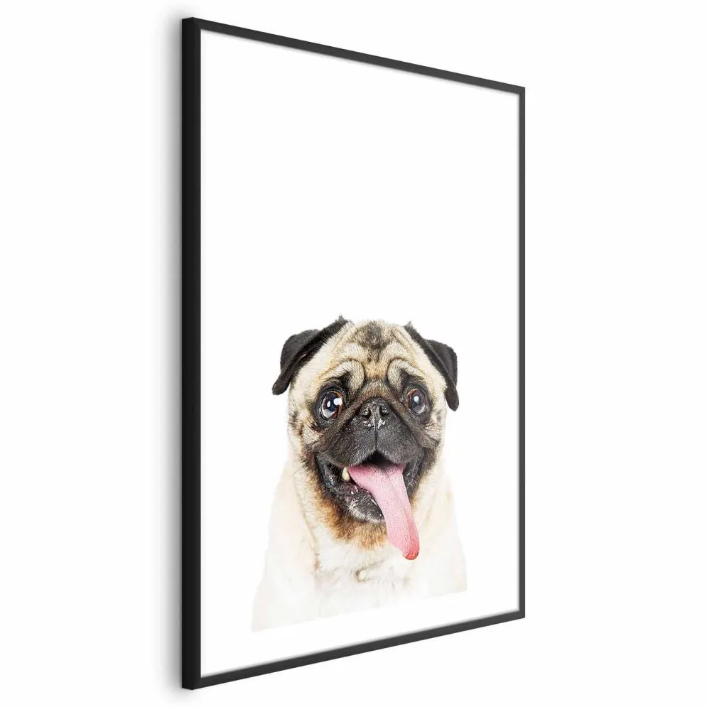 Plakat Mops 40x60 cm z ramą czarną z marginesem | MIRAT.