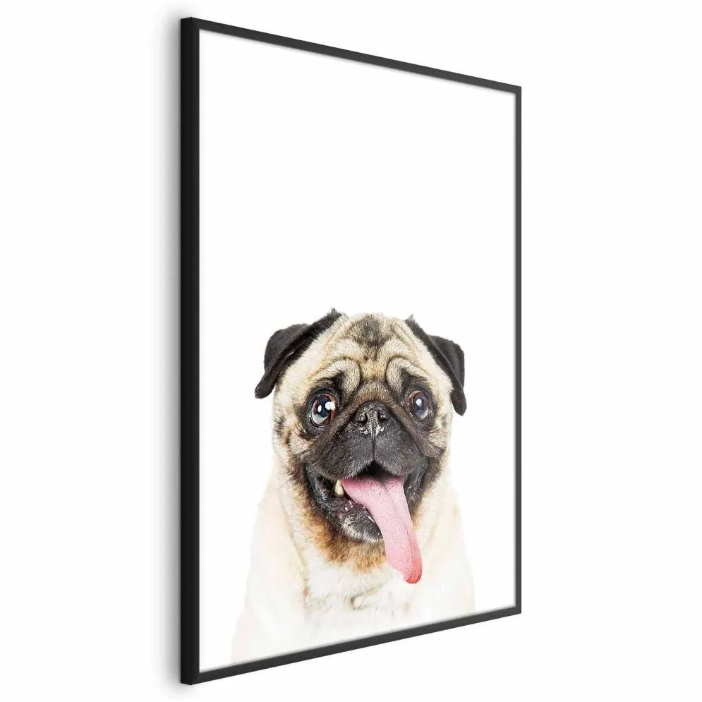 Plakat Mops 40x60 cm z ramą czarną bez marginesu | MIRAT.