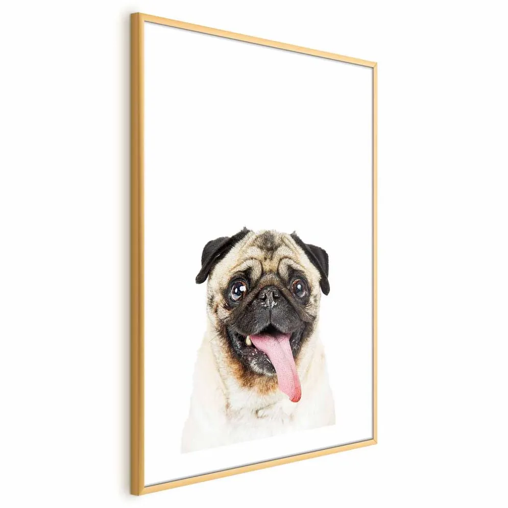 Plakat Mops 21x30 cm z ramą złotą z marginesem | MIRAT.