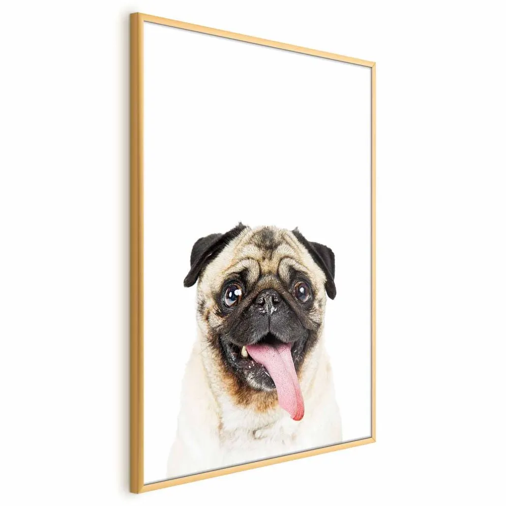 Plakat Mops 60x90 cm z ramą złotą bez marginesu | MIRAT.